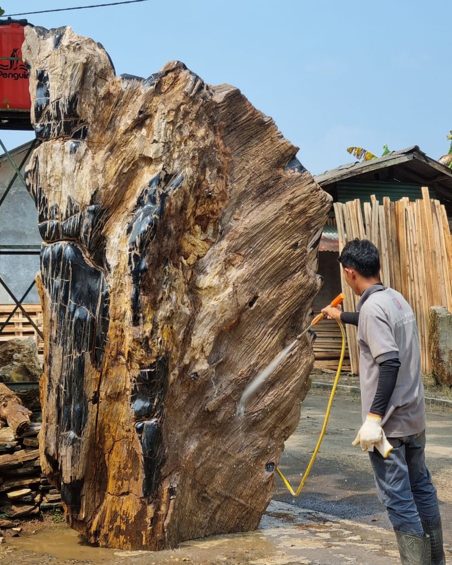 Indonesia Pterifiedwood