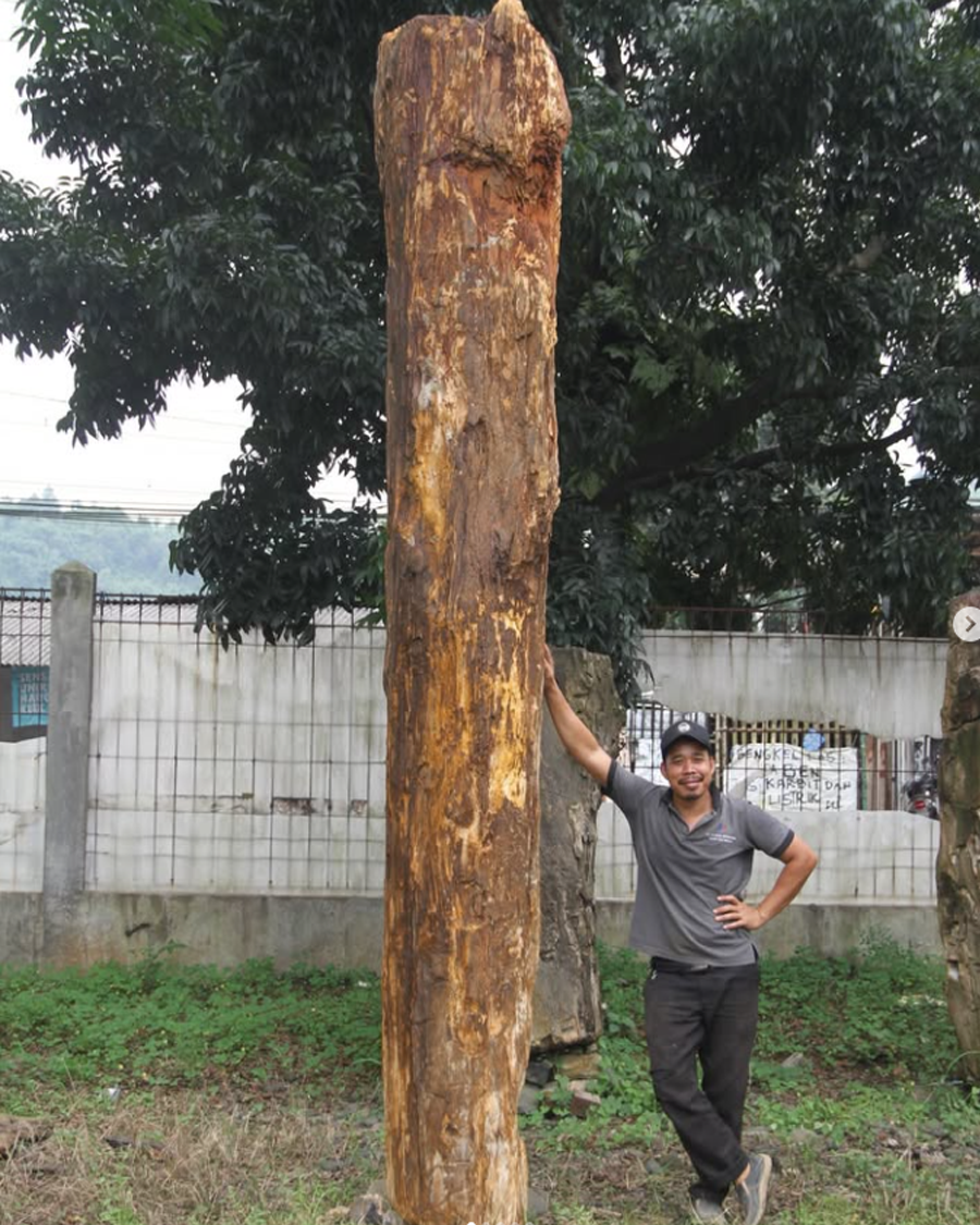 indonesian petrifiedwood
