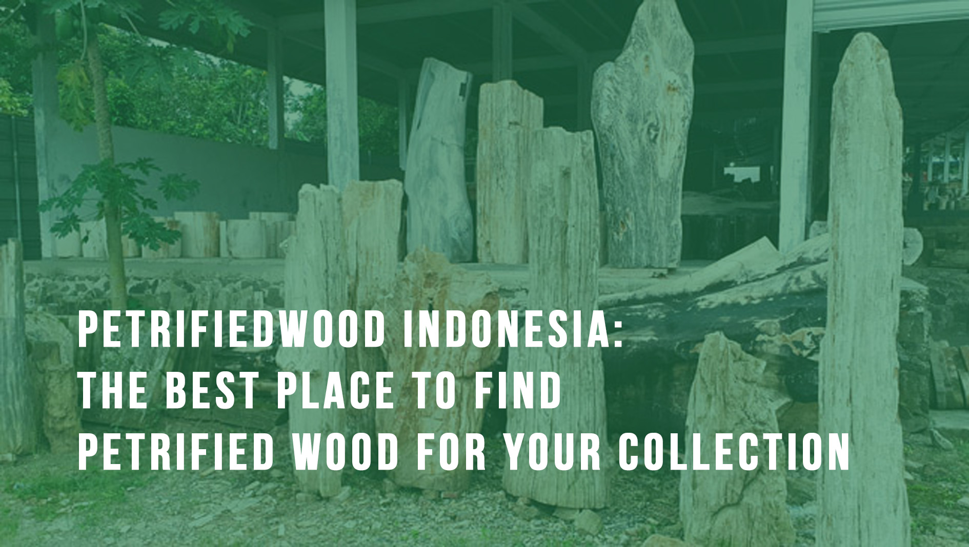 Petrifiedwood Indonesia The Best Place to Find Petrified Wood for Your Collection
