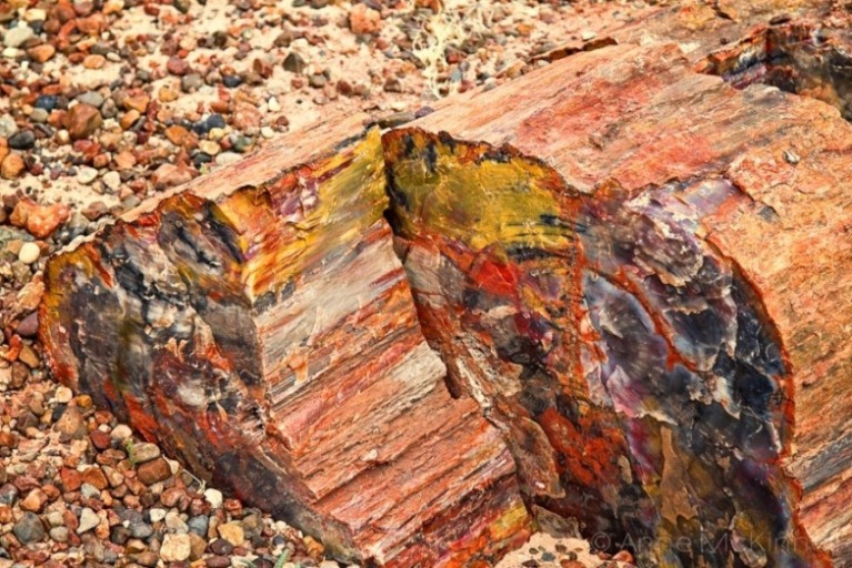 Unveiling the Perfect Finish: Polished vs. Natural Petrified Wood Slabs for Your Home