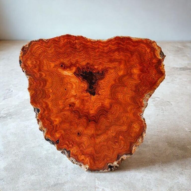 The Ultimate Guide to Indonesia Petrified Wood: History, Quality, and Sourcing